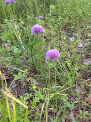 Allium schoenoprasum
