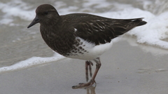 Arenaria melanocephala