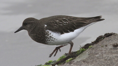 Arenaria melanocephala