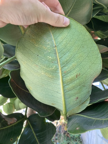 Polyscias maraisiana, photograph 4