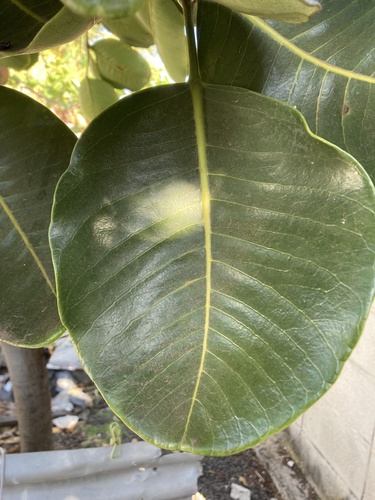 Polyscias maraisiana, photograph 2