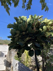 Polyscias maraisiana