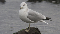 Larus delawarensis