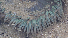 Anthopleura sola