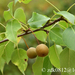 Pyrus phaeocarpa - Photo (c) zdk0812, algunos derechos reservados (CC BY-NC)