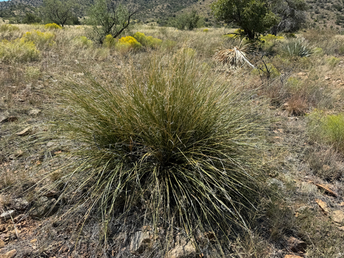 Nolina microcarpa