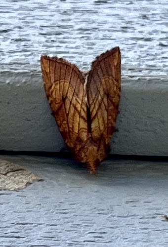 papaipema inquaesita