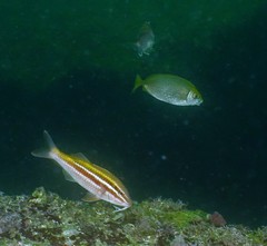 Parupeneus biaculeatus