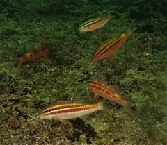 Parupeneus biaculeatus