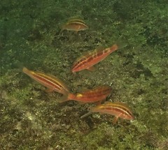 Parupeneus biaculeatus