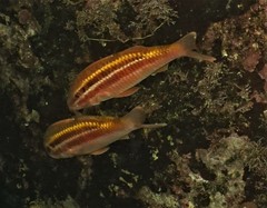 Parupeneus biaculeatus