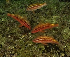 Parupeneus biaculeatus