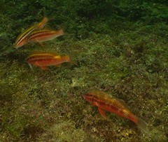 Parupeneus biaculeatus