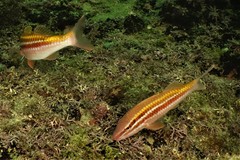 Parupeneus biaculeatus