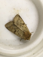 Diarsia mendica