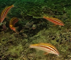 Parupeneus biaculeatus