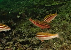 Parupeneus biaculeatus