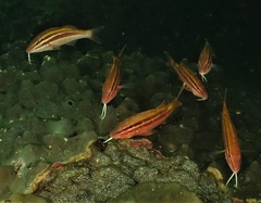 Parupeneus biaculeatus