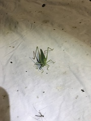 Amblycorypha oblongifolia