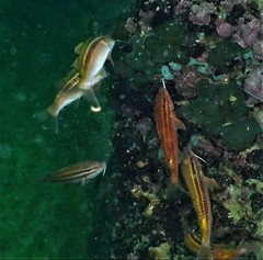 Parupeneus biaculeatus