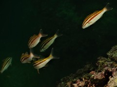 Parupeneus biaculeatus