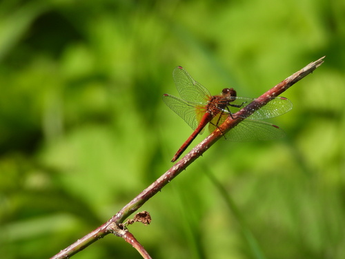 Geltonsparnė skėtė