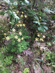 Triteleia ixioides scabra