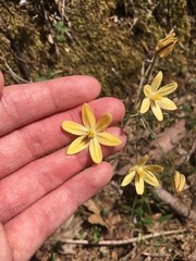 Triteleia ixioides scabra