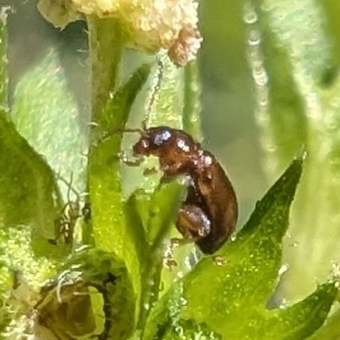 Margaridisa atriventris
