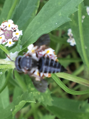 Megachilini