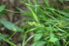 Carex tribuloides