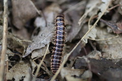 Semionellus placidus