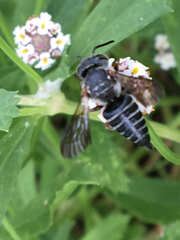 Megachilini