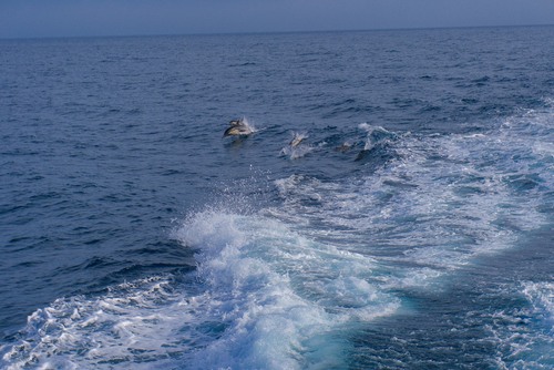 Short-beaked common dolphin