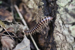 Semionellus placidus
