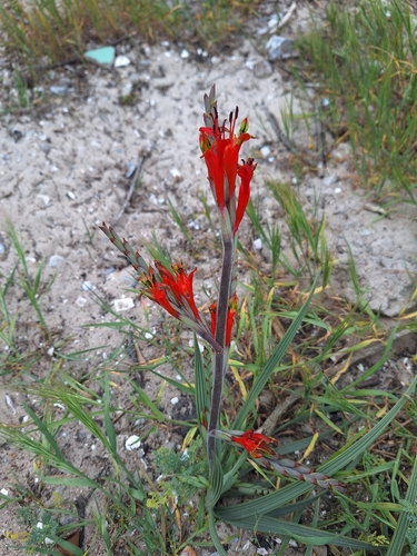 Image of Babiana hirsuta by (c) Adele SL, some rights reserved (CC BY)