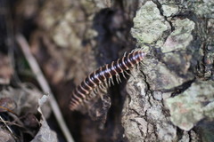 Semionellus placidus