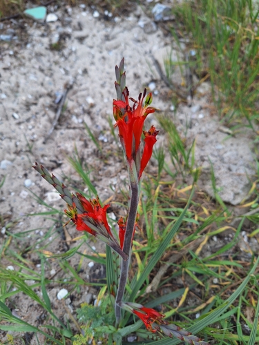 Image of Babiana hirsuta by (c) Adele SL, some rights reserved (CC BY)