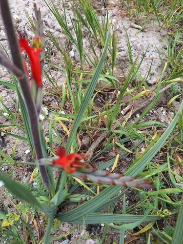 Image of Babiana hirsuta by (c) Adele SL, some rights reserved (CC BY)