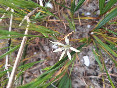 Babiana tubiflora