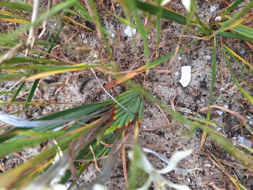 Babiana tubiflora