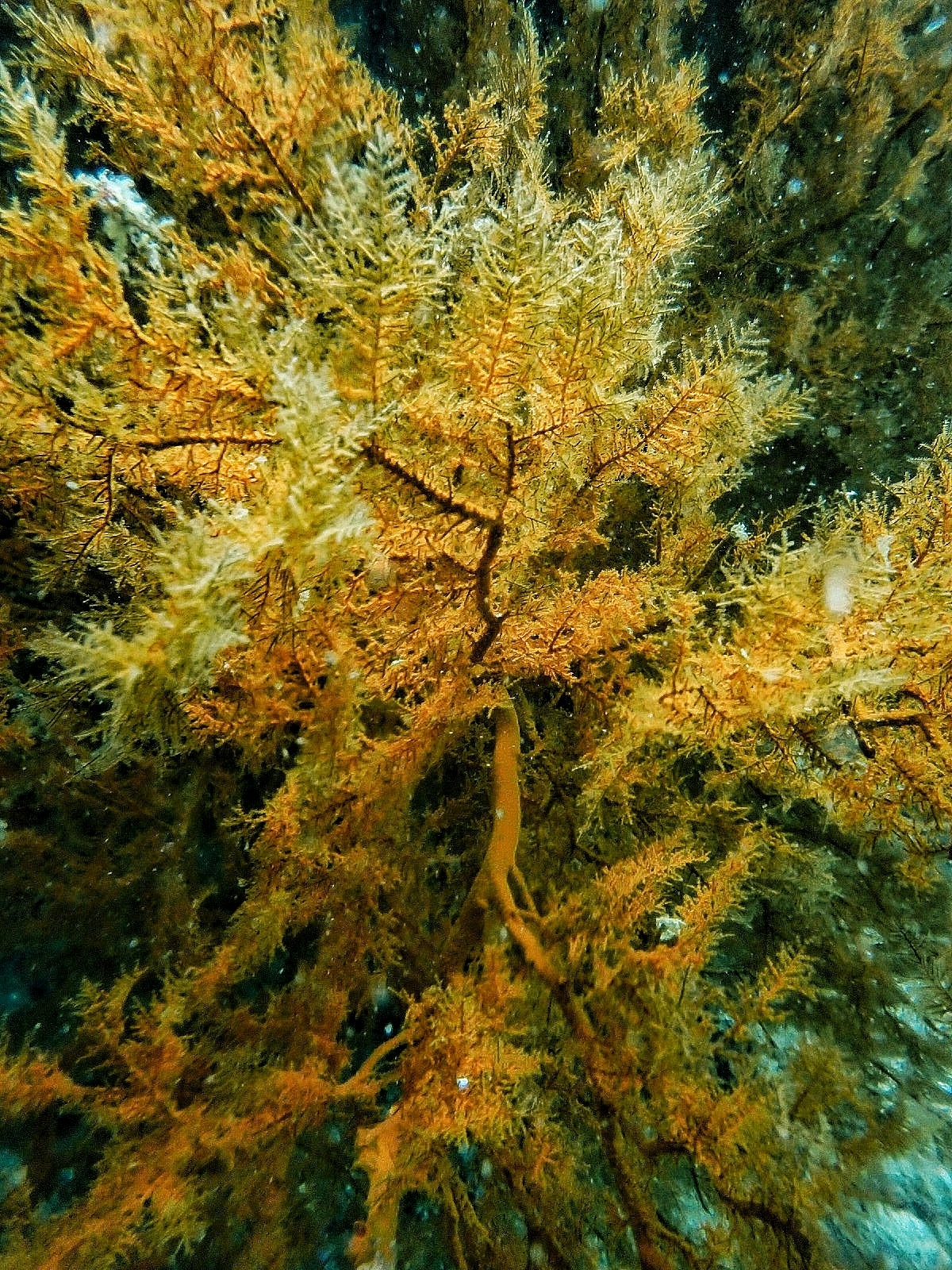 Myriopathes panamensis (Verrill, 1869)