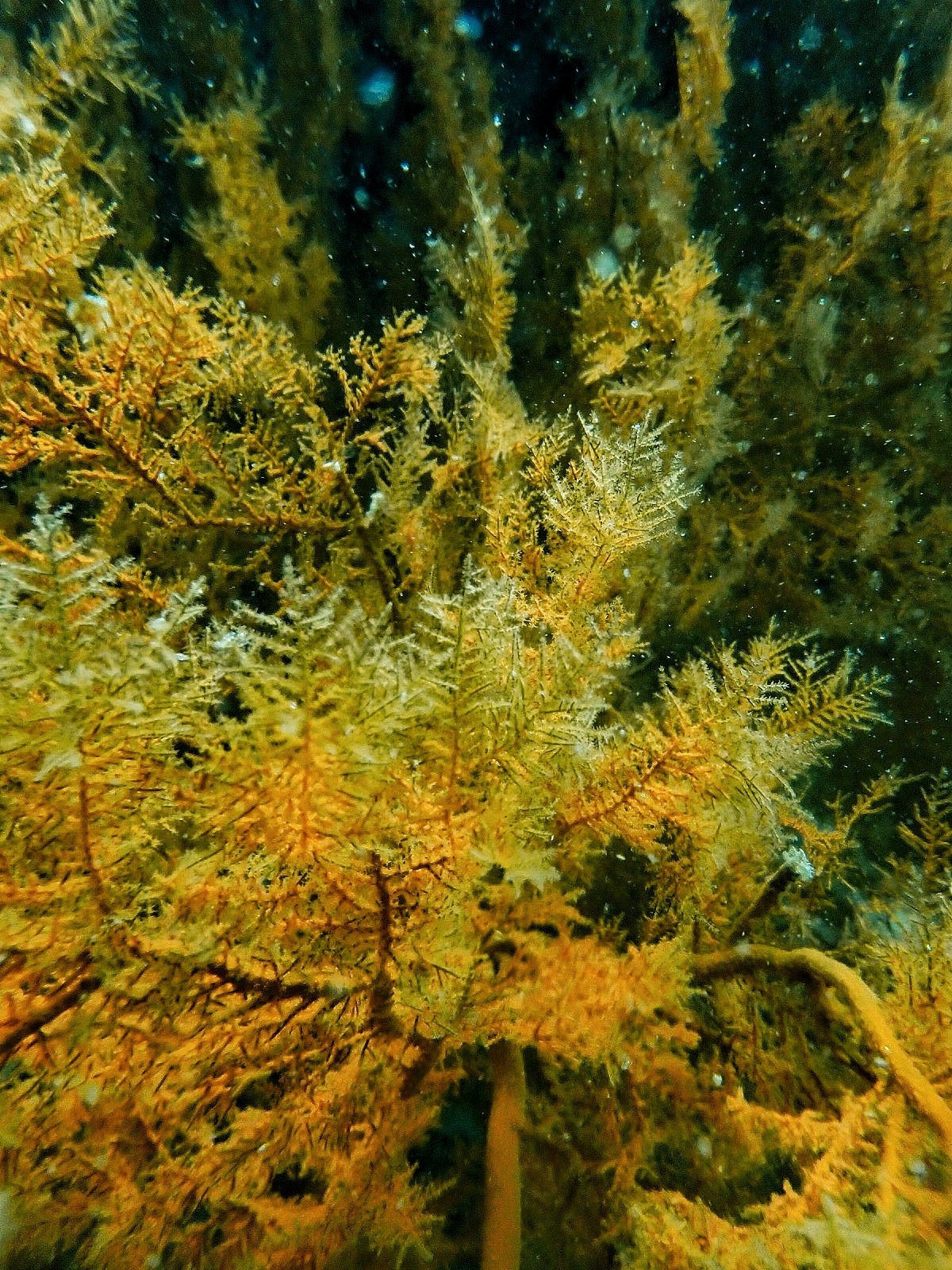 Myriopathes panamensis (Verrill, 1869)