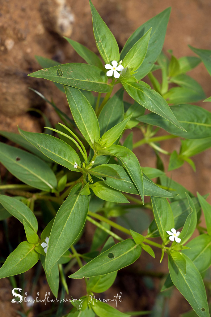 Tiny Periwinkle