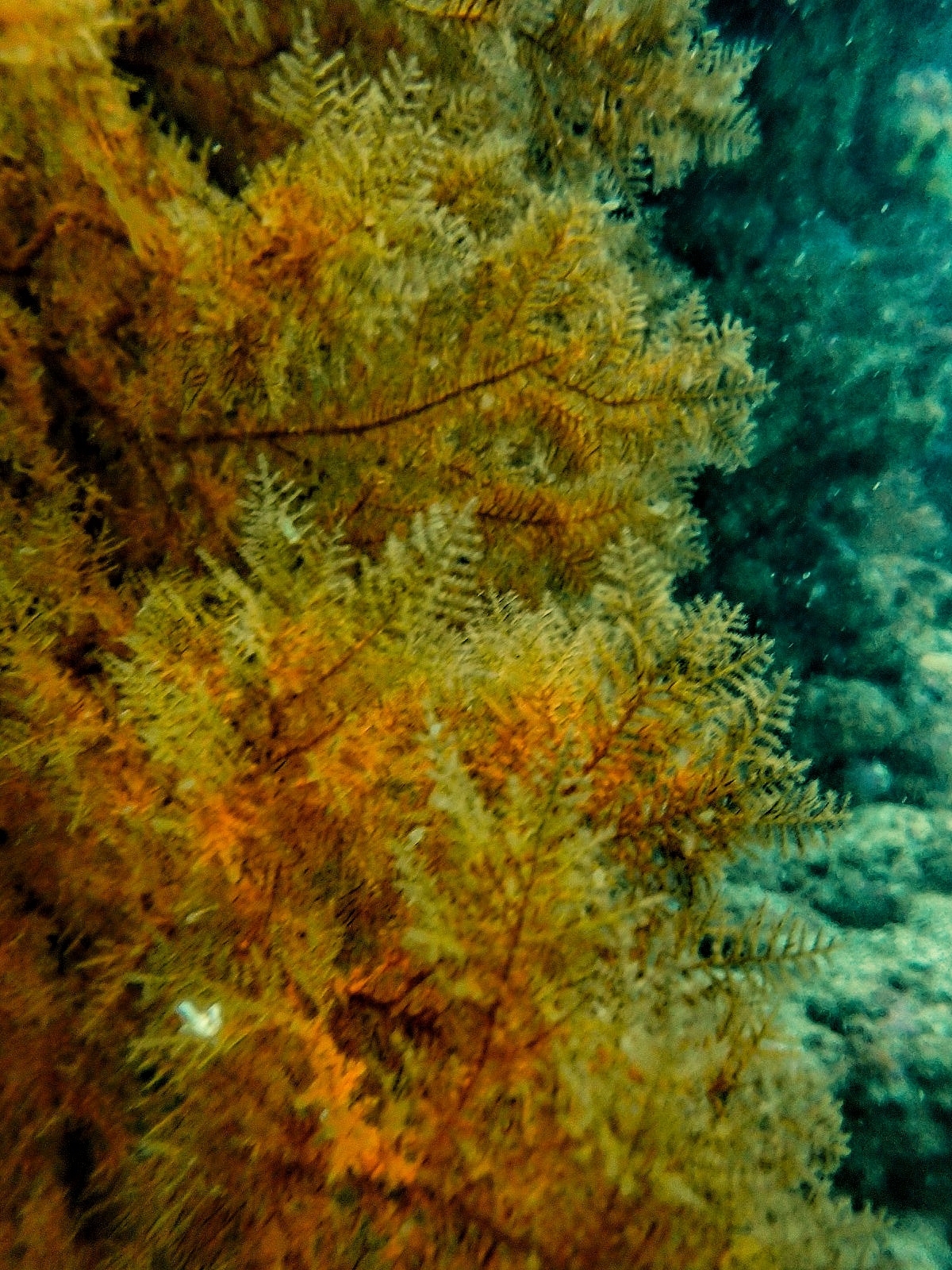Myriopathes panamensis (Verrill, 1869)