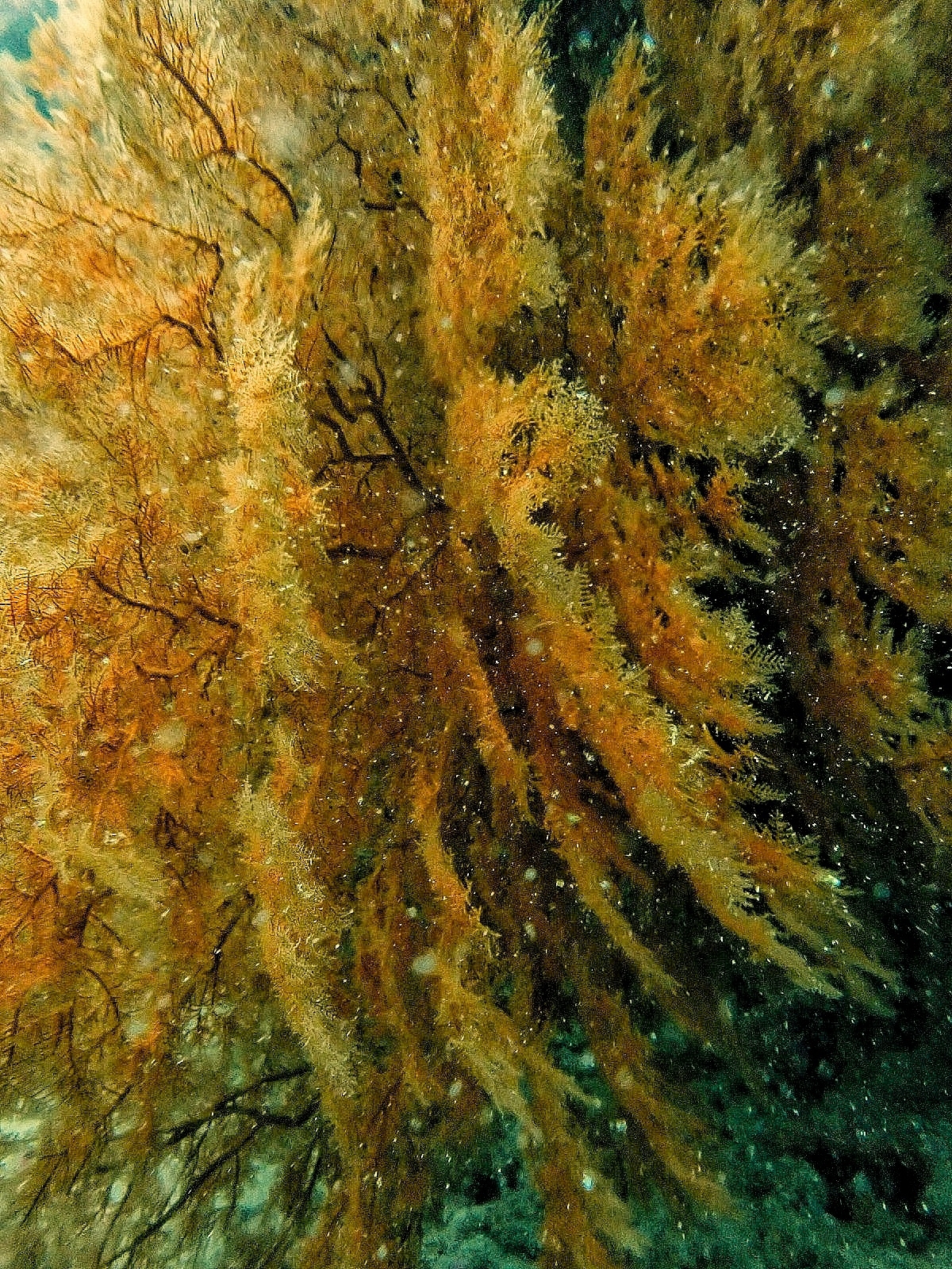 Myriopathes panamensis (Verrill, 1869)
