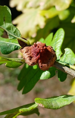 Andricus mitratus