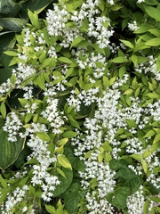 Deutzia