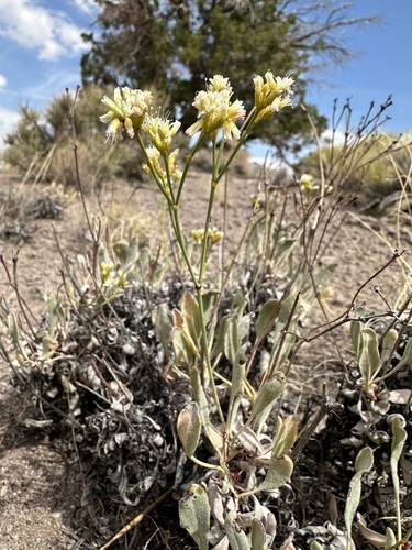 Kaye's Buckwheat (Eriogonum artificis)