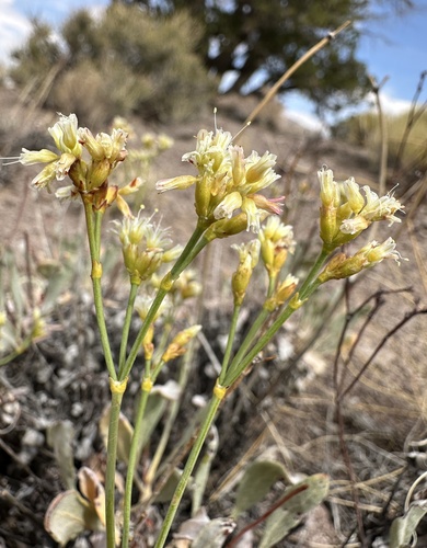 Image of Eriogonum artificis by (c) Matt Berger, some rights reserved (CC BY)